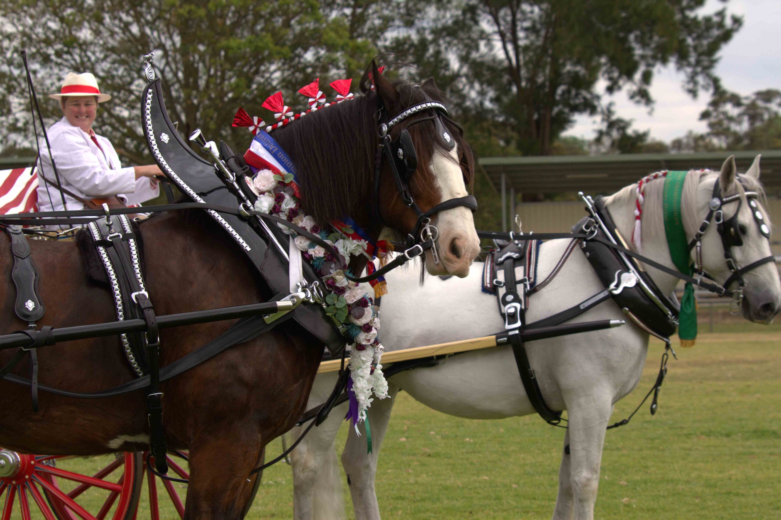 heavy horses - show champion and reserve champion