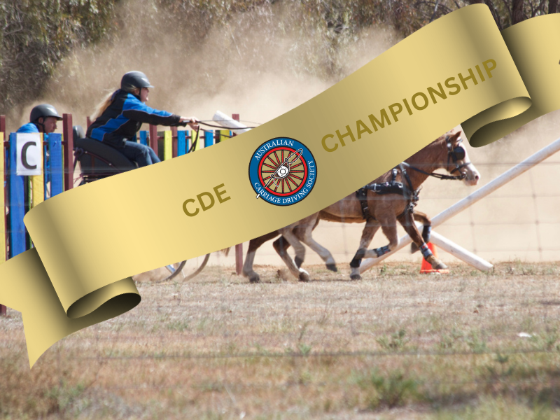 A pair of ponies kicking up the dust racing through gate C in a marathon obstacle at a Combined Driving Event. A gold ribbon is superimposed over the top with the ACDS logo. Click here to be taken to the Australian CDE Championships.