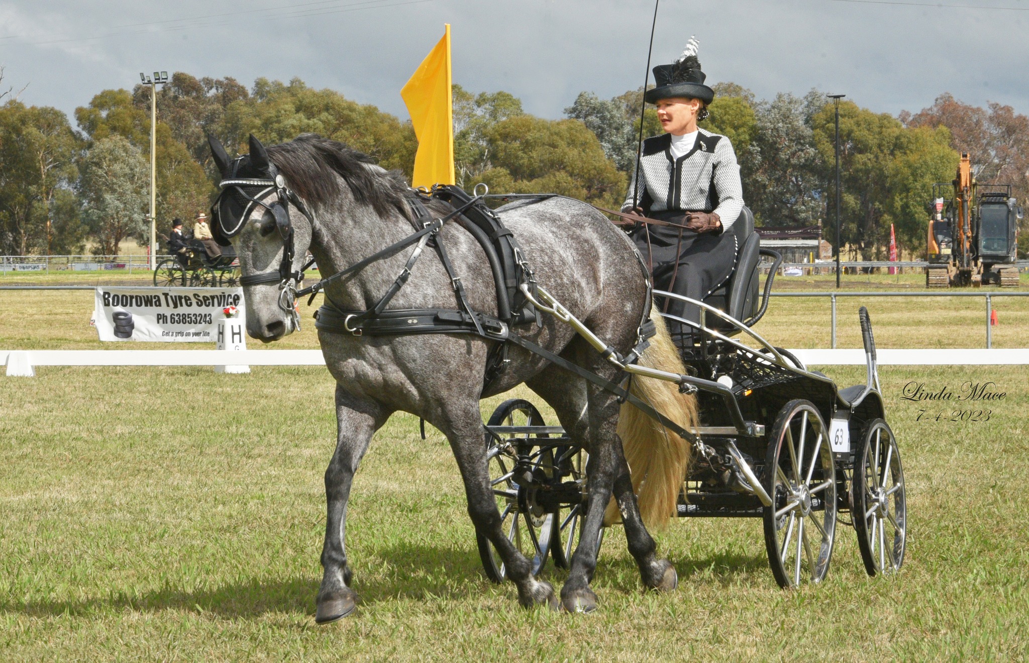 Dressage Carriage Driving NSW