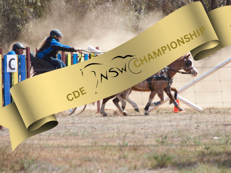 A pair of ponies kicking up the dust racing through gate C in a marathon obstacle at a Combined Driving Event. A gold ribbon is superimposed over the top with the NSW ACDS logo. Click here to be taken to the NSW State CDE Championships.