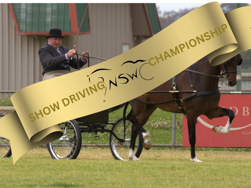 Show Driving event photo. Horse in harness in show ring and gold ribbon overlay with NSW logo. Click here to be taken to the NSW Championship event,