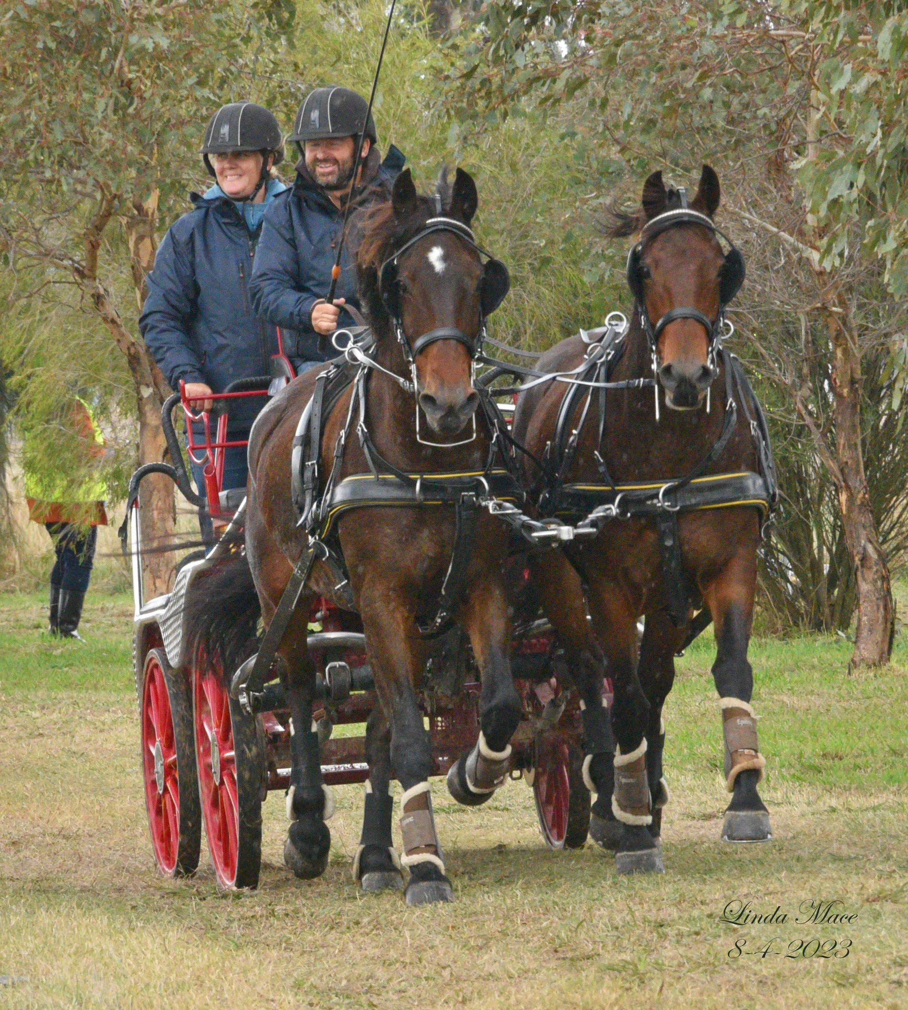 pair of horses being driven on marathon course